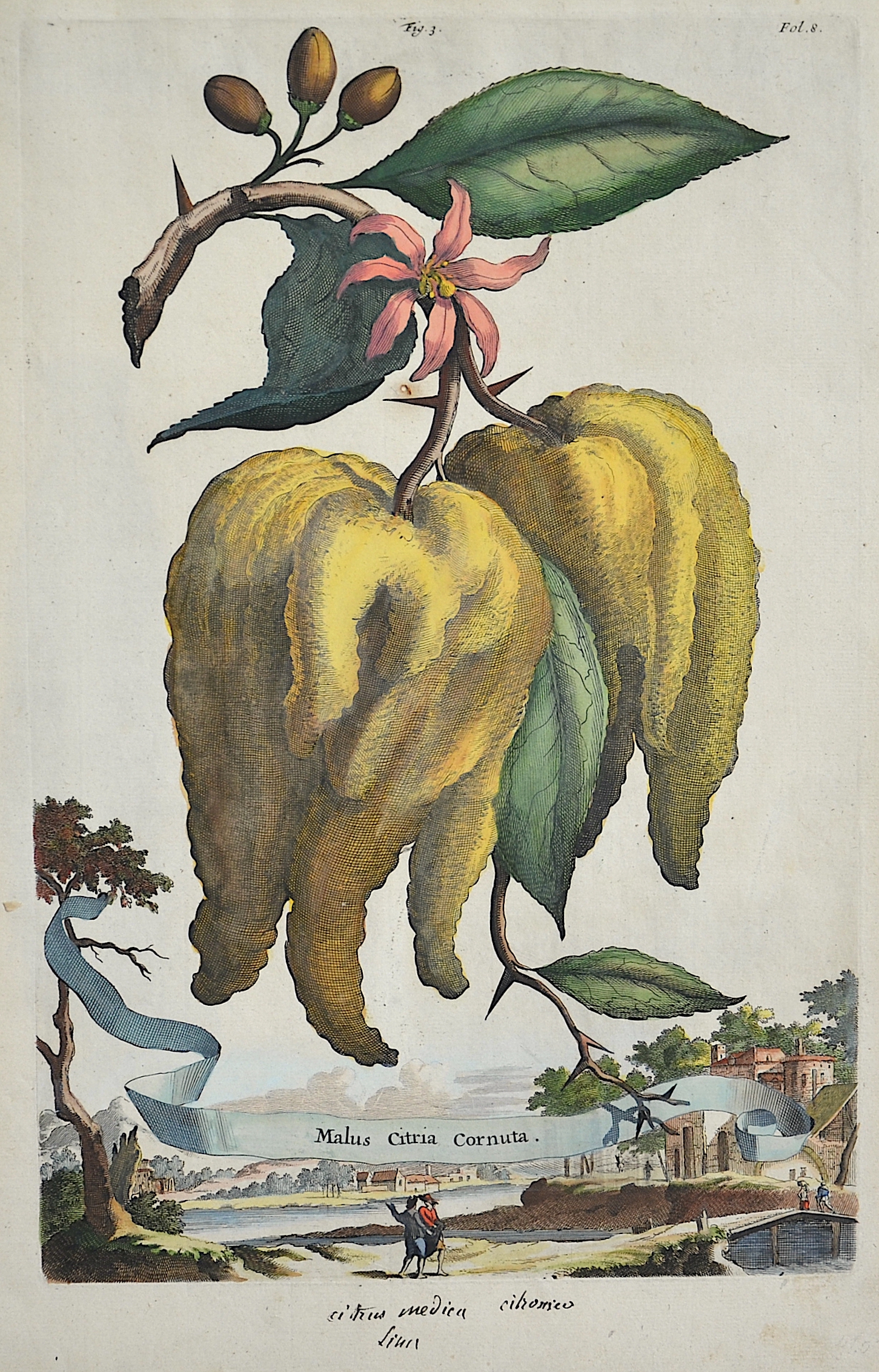 Munting  Malus Citria Cornuta