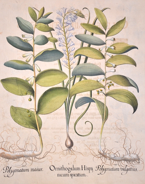 I. Ornithogalum Sispanicum spicatum. II. Poygonatum vulgatius. III. Polygonatum maius.