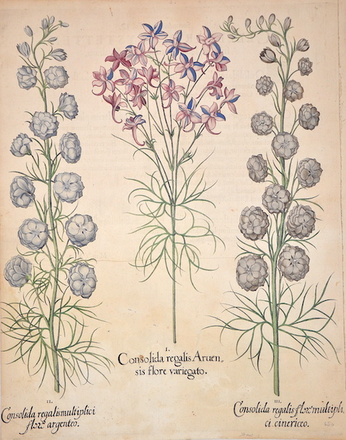 I. Consolida regalis Aruensis flore variegato. II. Consolida regalismultiplici flore argenteo. III. Consolida regalis flore multiplici cinericeo.
