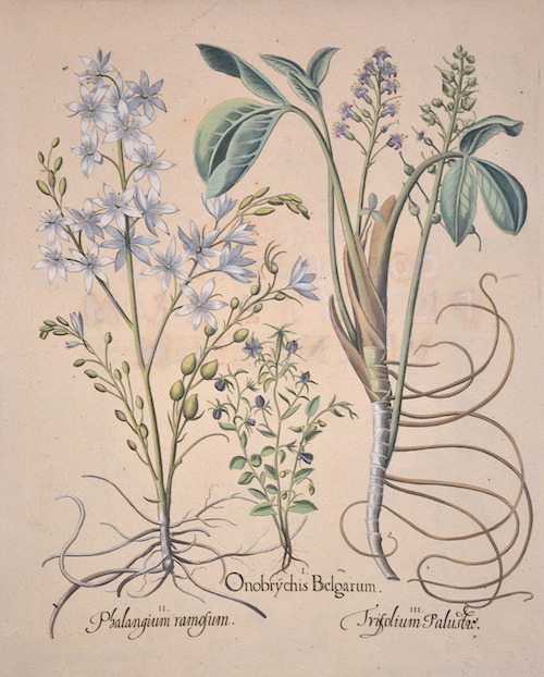 I. Onobrychis Belgarum. II. Phalangium ramosum. III. Trisolium Palustre
