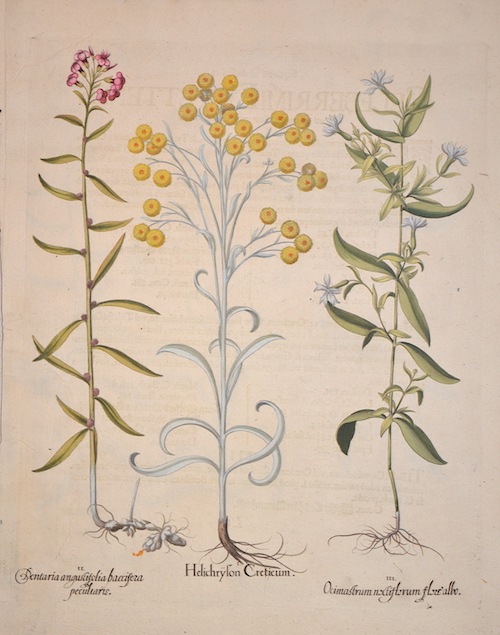 I. Helichryson Creticum. II. Dentaria angustifolia baccisera peculiaris. III. Ocimastrum noctiflorum flore albo.