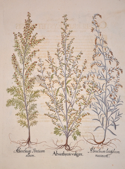I. Absinthium vulgare. II. Absinthium latifolium marinum. III. Absinthium Ponticum album.
