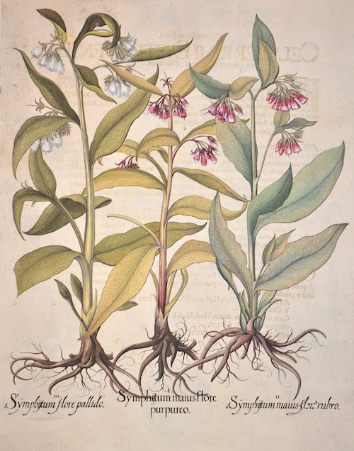 I. Symphijtum maius flore purpureo. II. Symphijtum maius flore rubro. III. Symphijtum flore pallido.