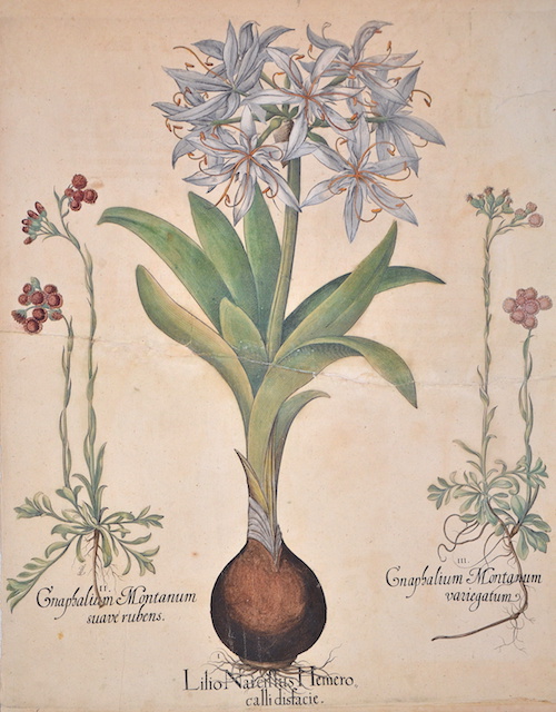 I. Lilio Narcissus Hemerocalli disfacie. II. Gnaphalium Montanum suave rubens. III. Gnaphalium Montanum variegatum.