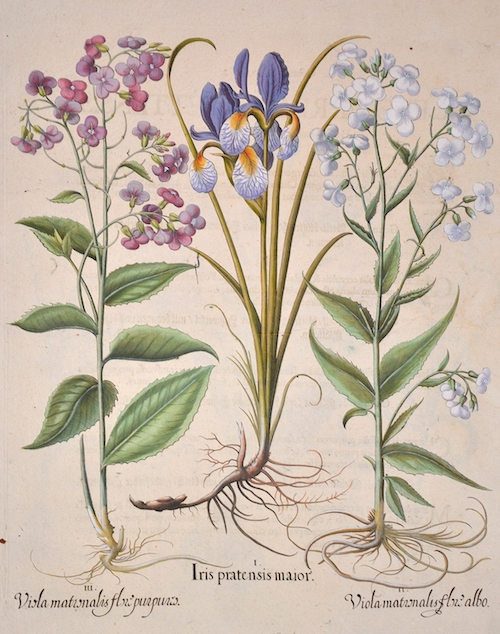 I. Iris pratensis maior. II. Viola matronalis flore albo. III. Viola matronalis flore purpureo.