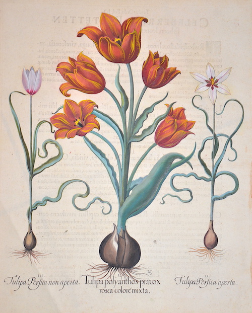 I. Tulipa polyanthos praecox rosea colore mixta. II. Tulipa Persica aperta. III. Tulipa Persica non aperta.