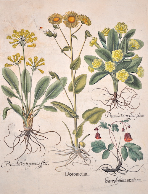 I. Doronicum. / II. Cariophyllata montana. / III. Primula veris flow pleno. / IV. Primula Veris gemino flore.