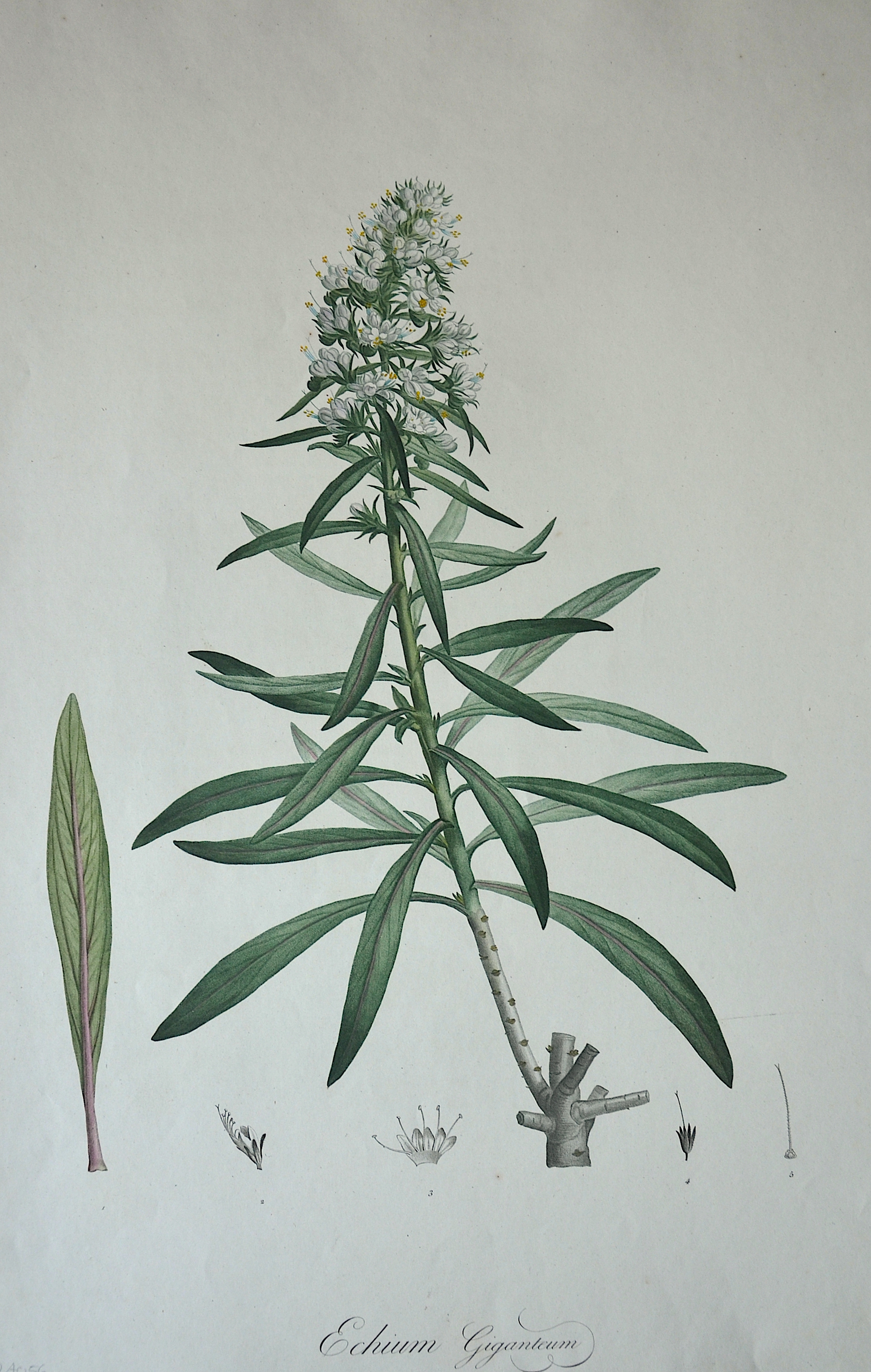 Redouté Pierre-Joseph Echium Giganteum 71