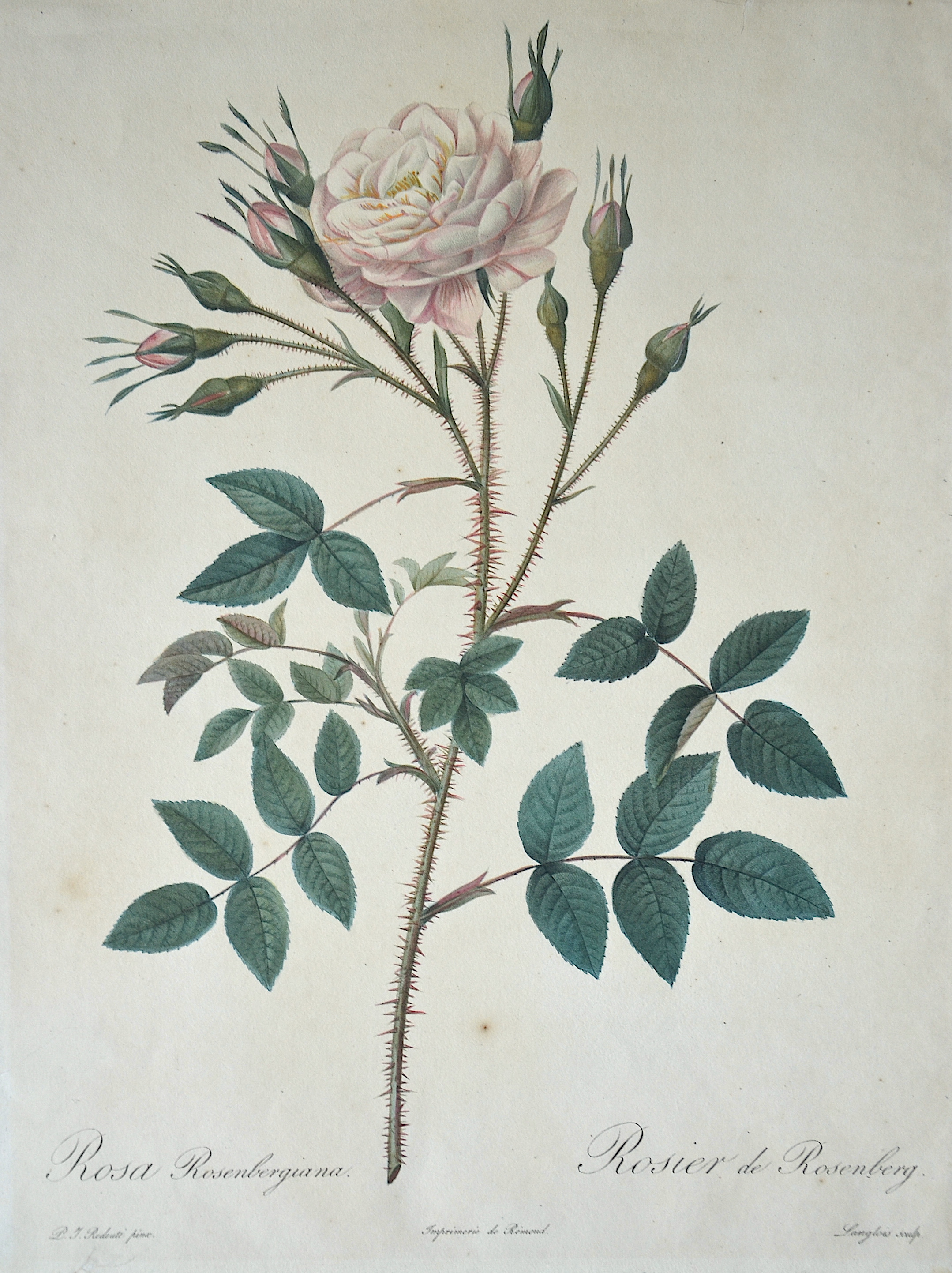 Redouté Pierre-Joseph Rosa Rosenbergiana. Rosier de Rosenberg.