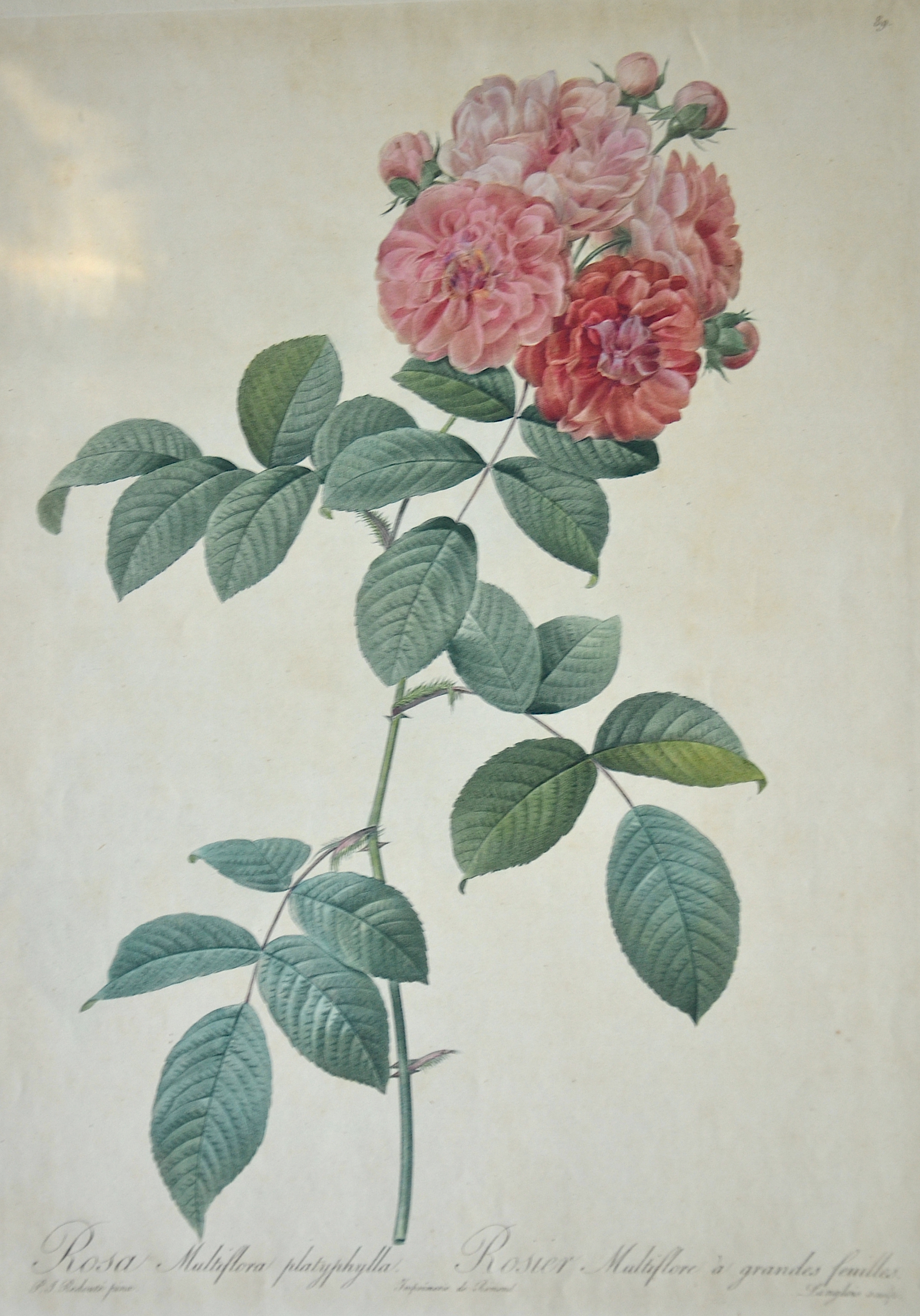 Redouté Pierre-Joseph Rosa Multiflora platyphylla. Rosier Multiflore a grandes feuilles 89.