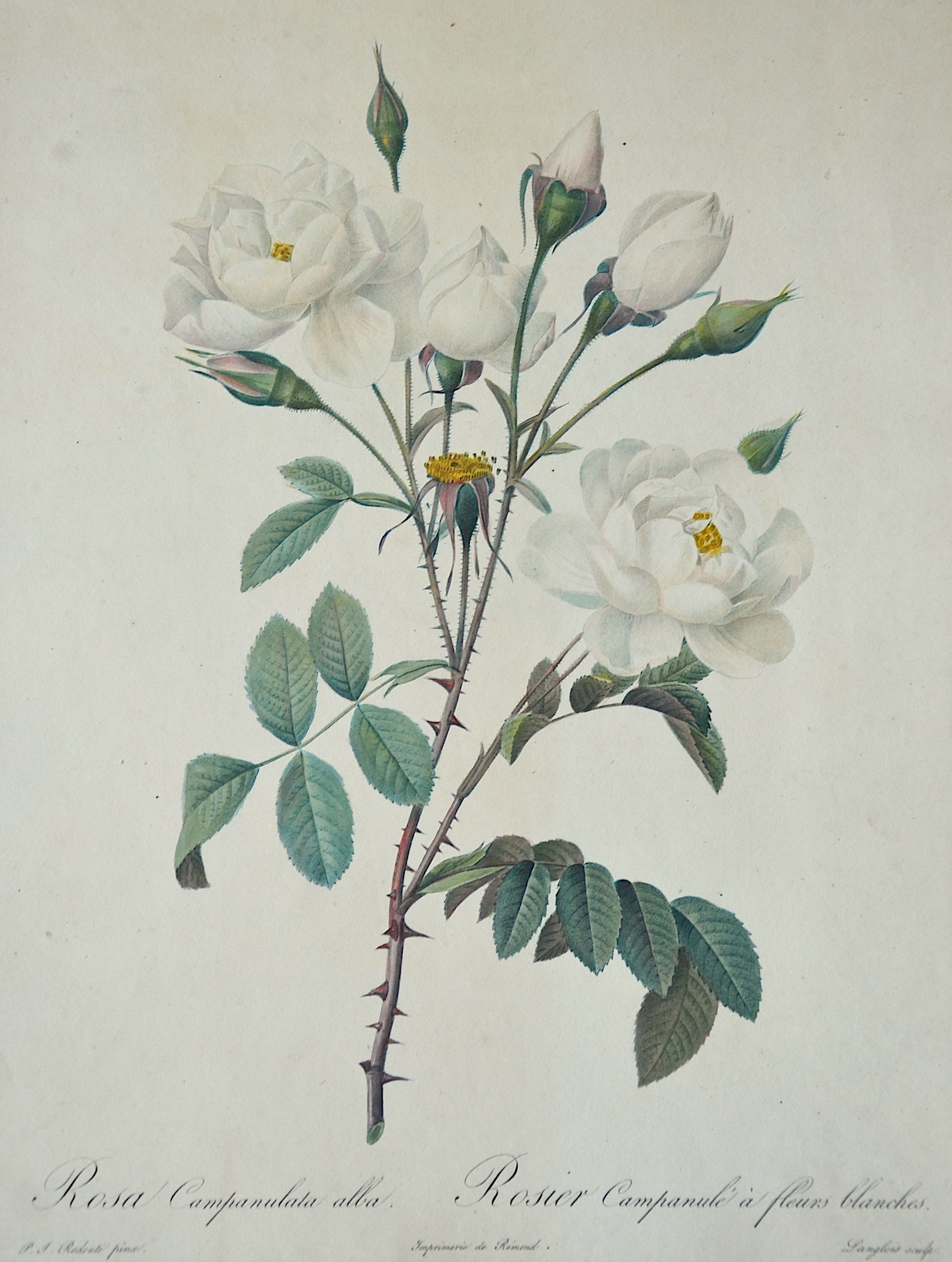 Redouté  Rosa Campanulata alba. Rosier Campanule a fleurs blanches.