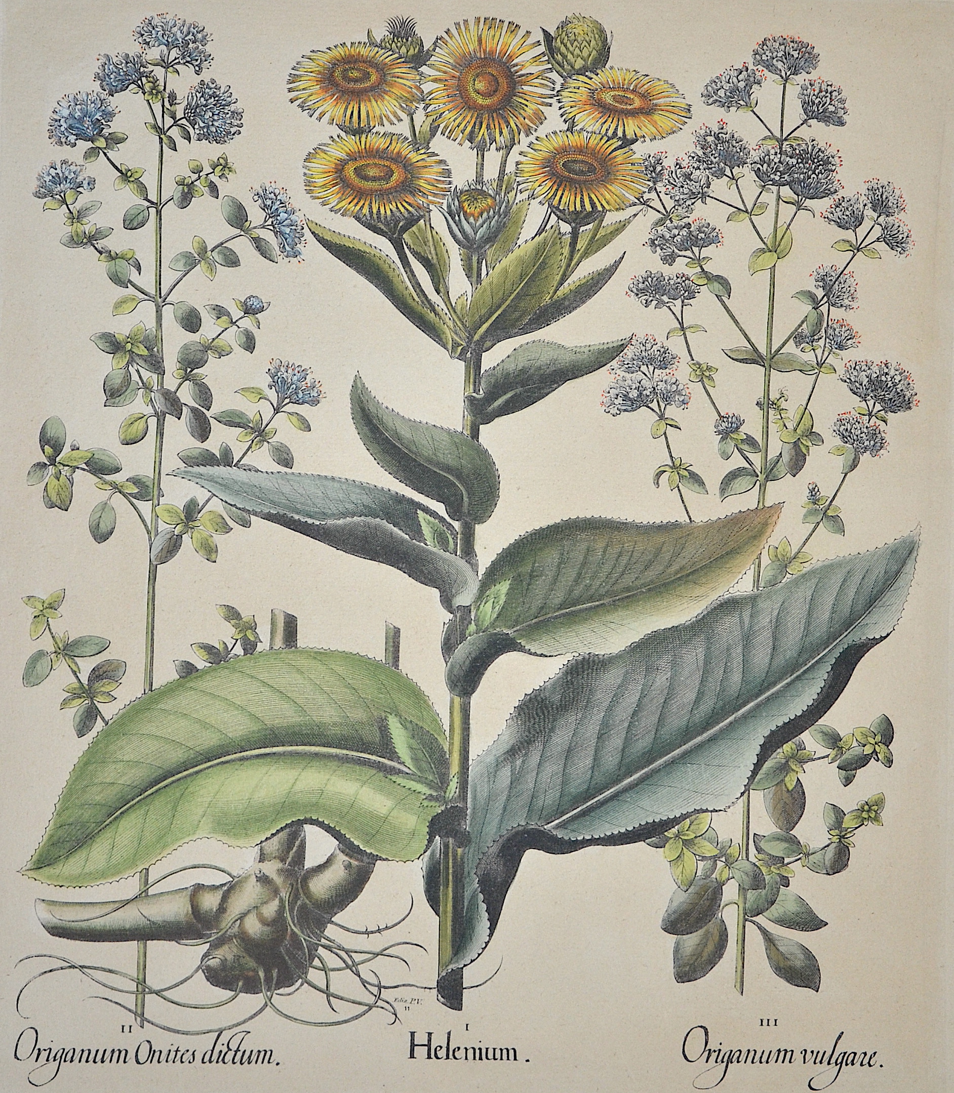 Besler  I Helenium. II Origanum Onites dictum. III Origanum Vulgare.