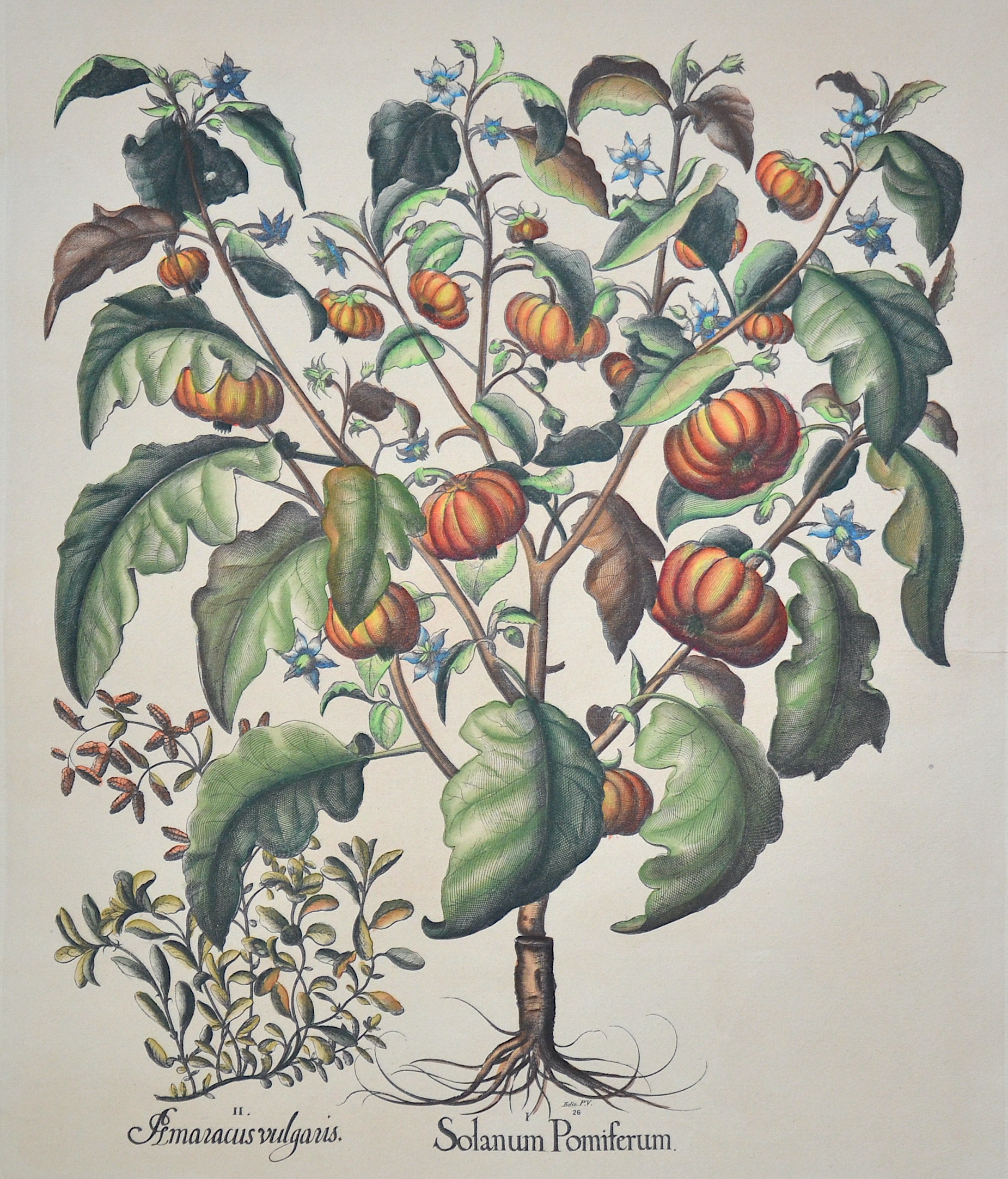 Besler  I. Solanum Pomiferum. II. Amaracus vulgaris.