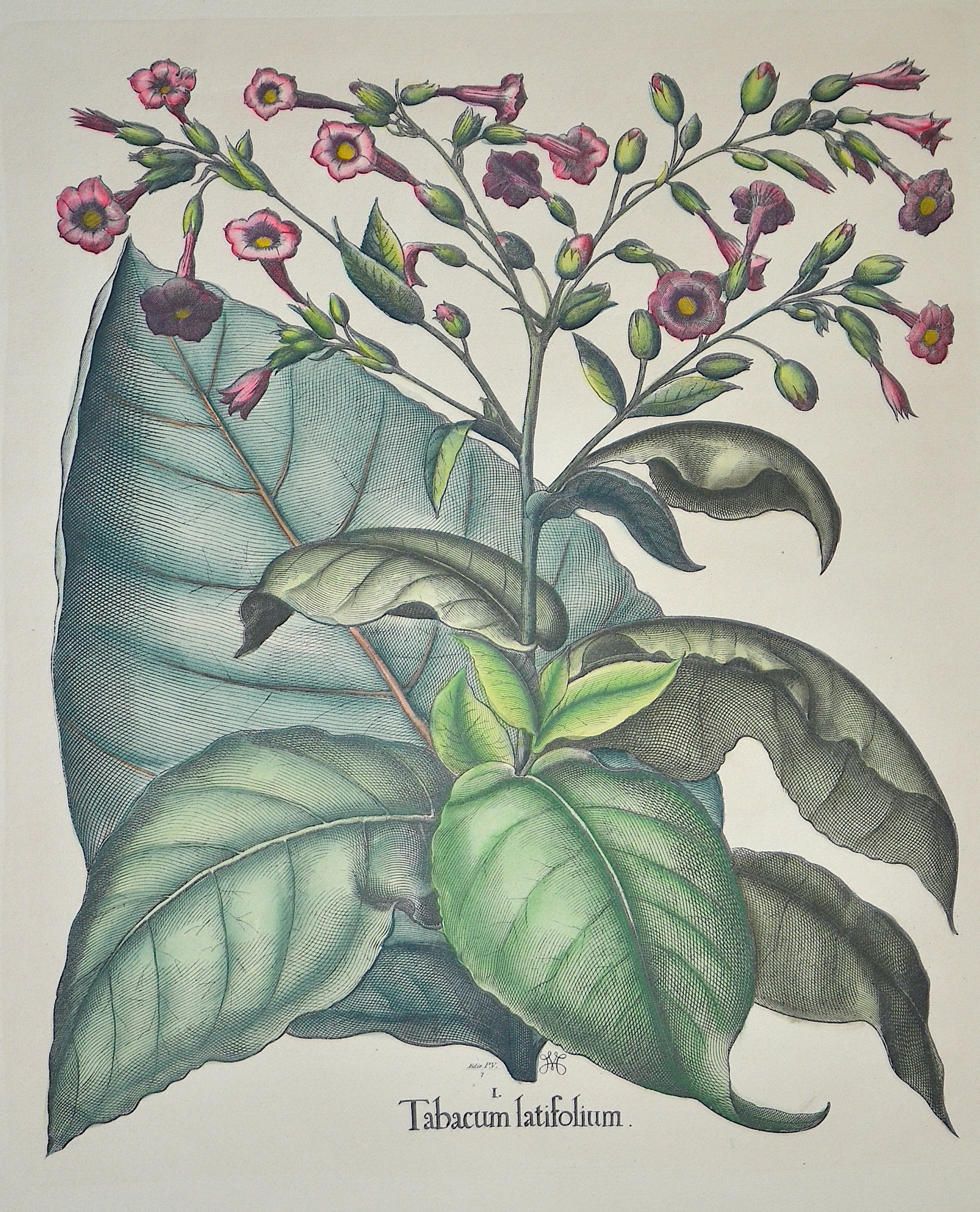 Besler  I. Tabacum latifolium.