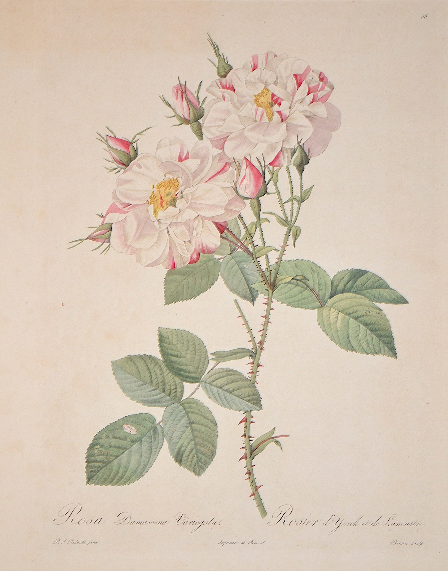 Redouté Rosa Damascena Variegata. / Rosier d´ Yorck et de Lancastre.