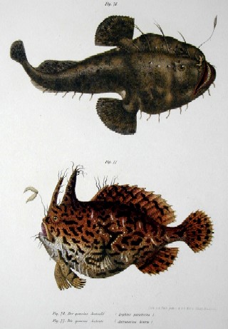 Anonymus  Der gemeine Seeteufel ( lophius pscatorius), die Gemeine Seekröte ( Antennarius histrio)