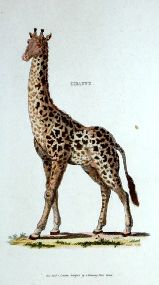 Kearsley G. Giraffe
