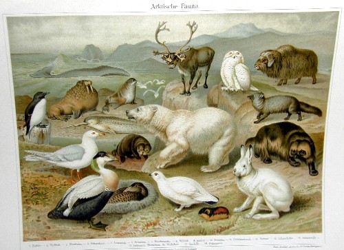 Meyer Herrmann J. Arktische Fauna