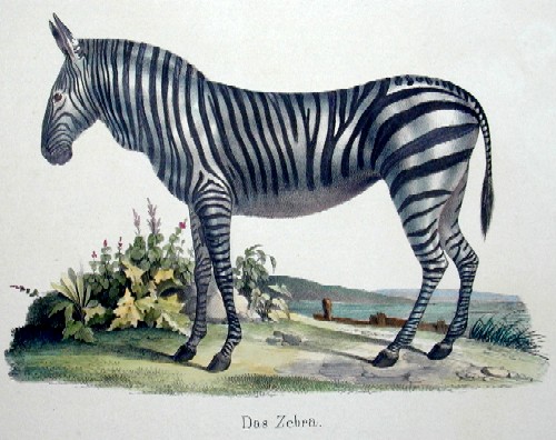 Brodtmann Karl Joseph Das Zebra