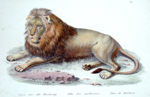 Brodtmann Karl Joseph Löwe aus der Brabarey. Felis Leo barbaricus. Lion de Barbarie.