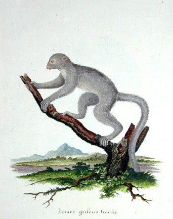 Bock  Lemur grifeus Geoffre