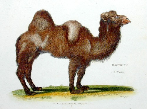 Kearsley G. Bactrian Camel