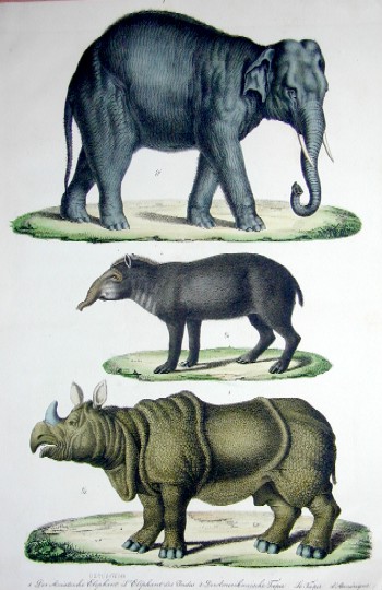 Anonymus  Der asiatische Elephant, der amerikanische Tapir, das einhornige asiatische Nashorn