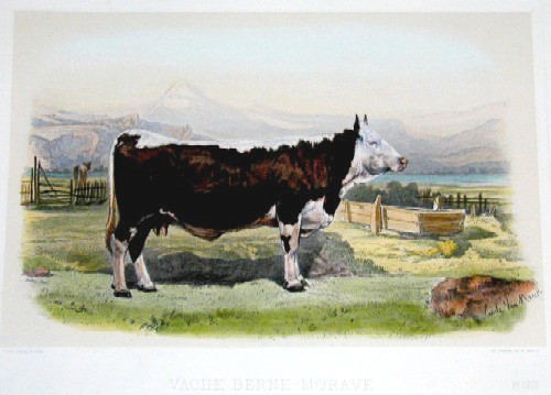 Lemercier / Levasseur  Vache Berne – Murave