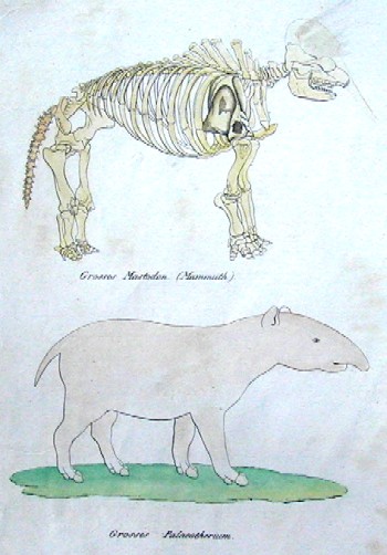 Brodtmann Karl Joseph Grosses Mastodon ( Mammuth) / Grosses Palaeotherium