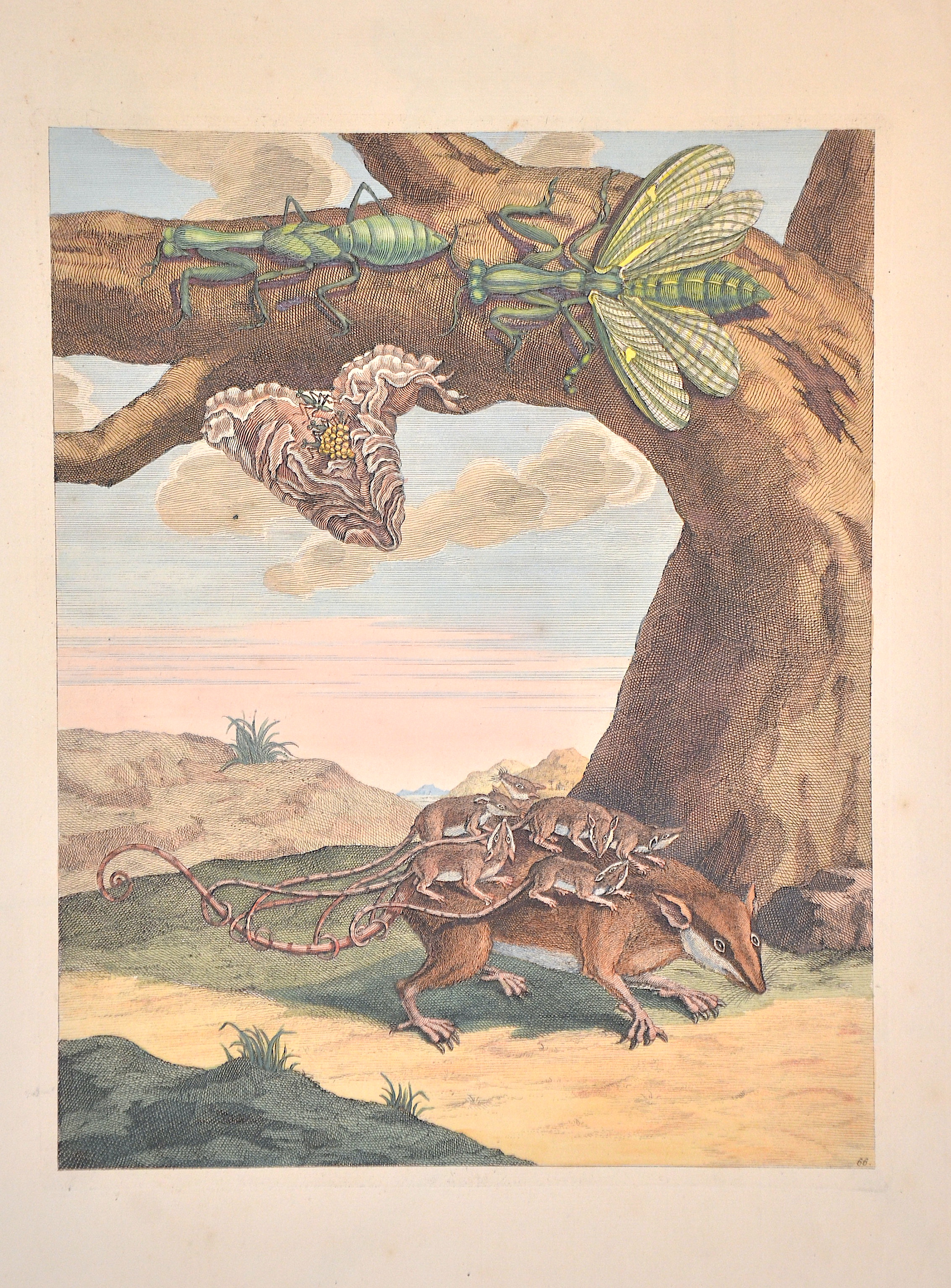 Merian Maria Sibylla no title-Opossum mit Jungtieren Tafel 66.