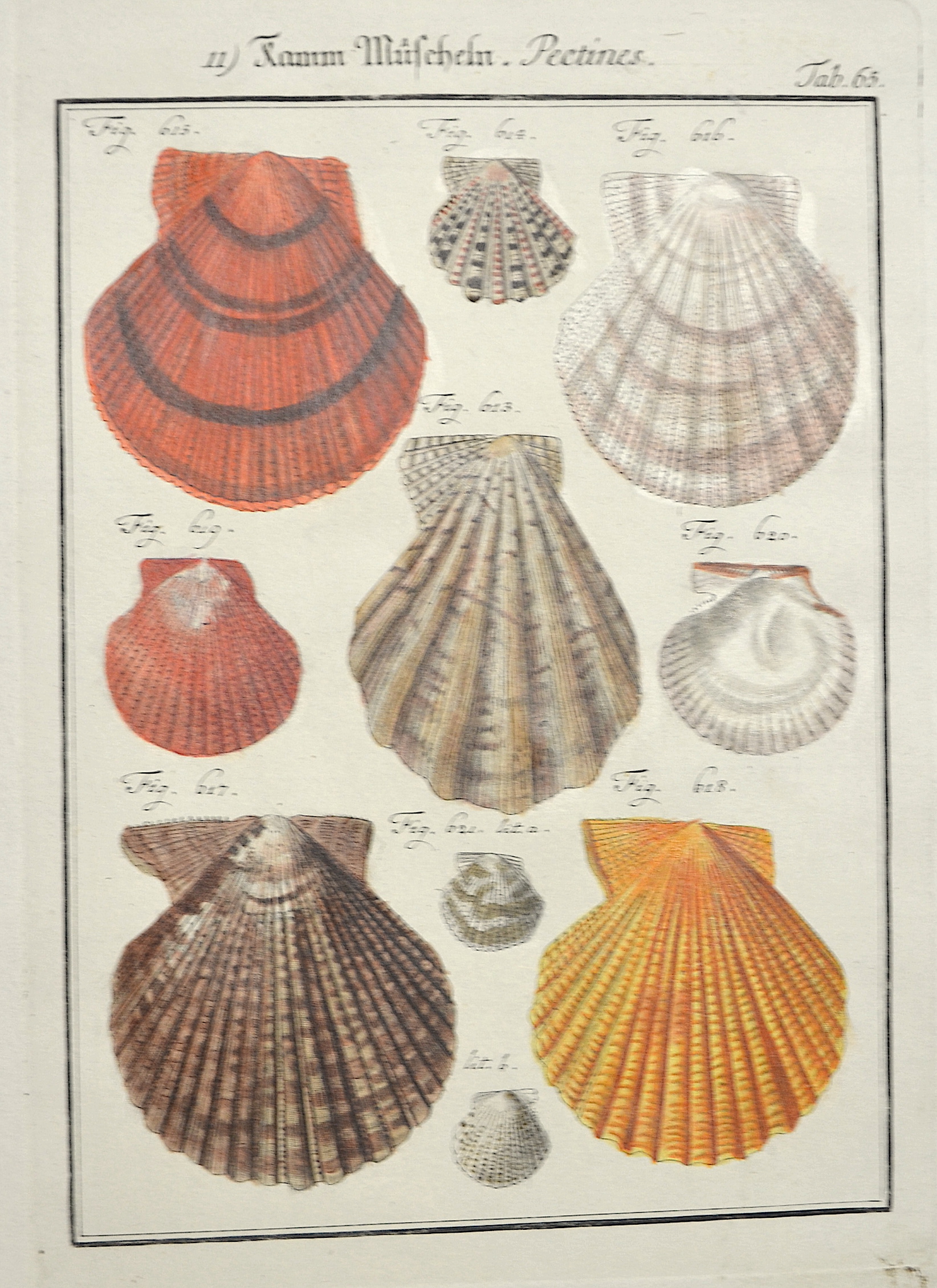 Glassbach Kamm Muscheln. Pectines. Tab. 65.