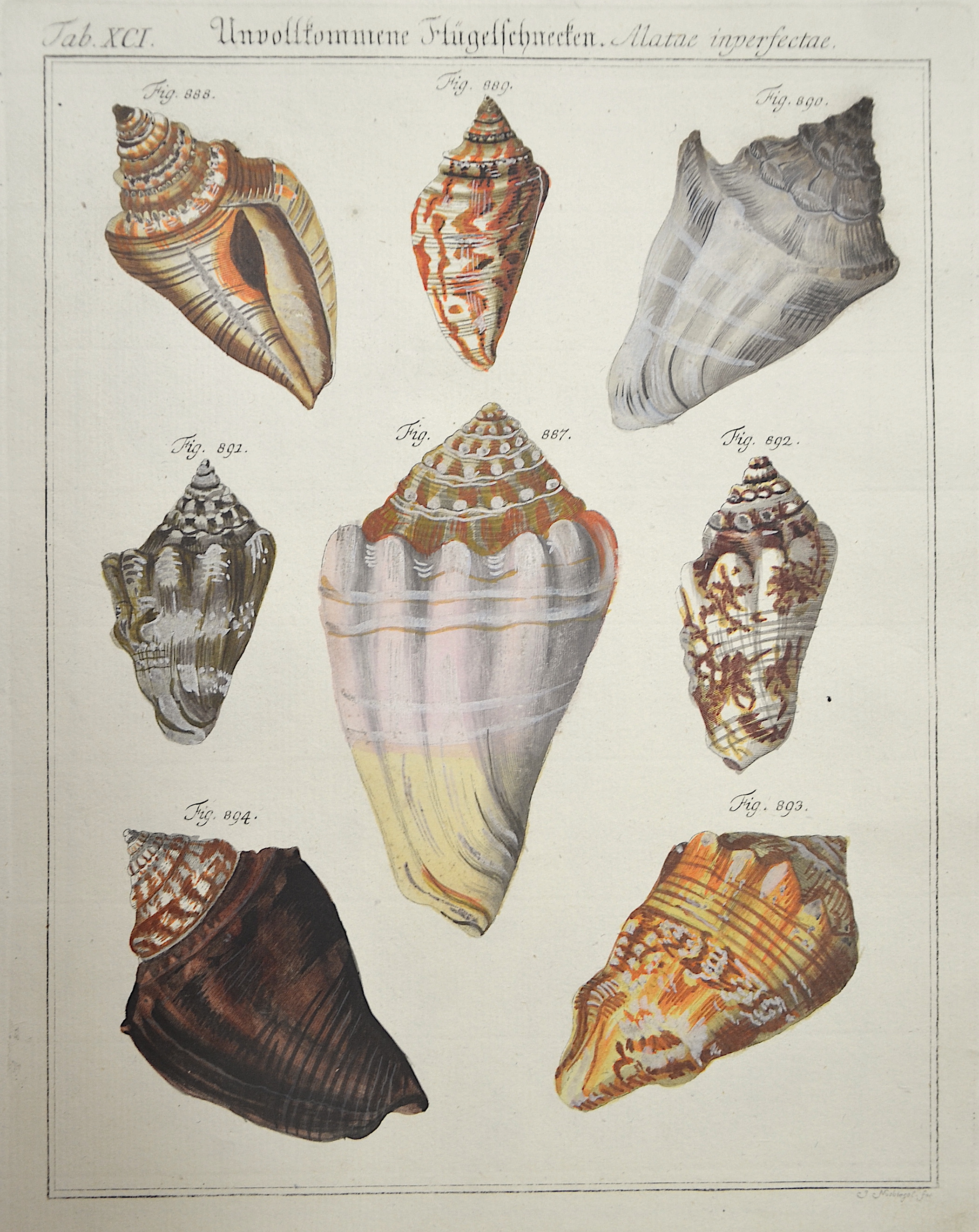 Glassbach Unvollkommene Flügelschnecken. Alatae imperfectae. Tab. XCI.