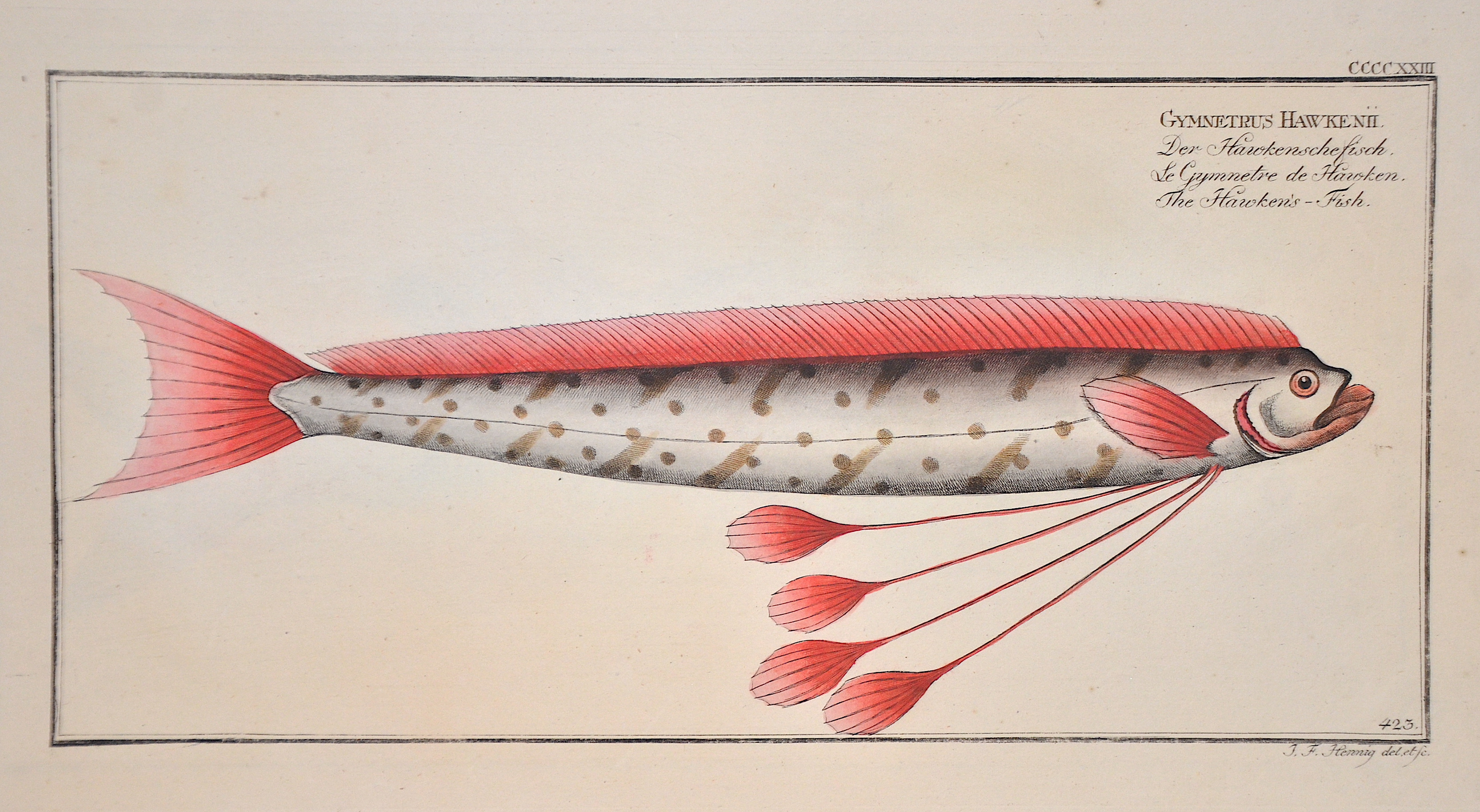 Bloch/Hennig Gymnetrus Hawekenii/ Der Hawkensche Fisch/ Le Gymnetre de Hawken/ The Hawkens Fish