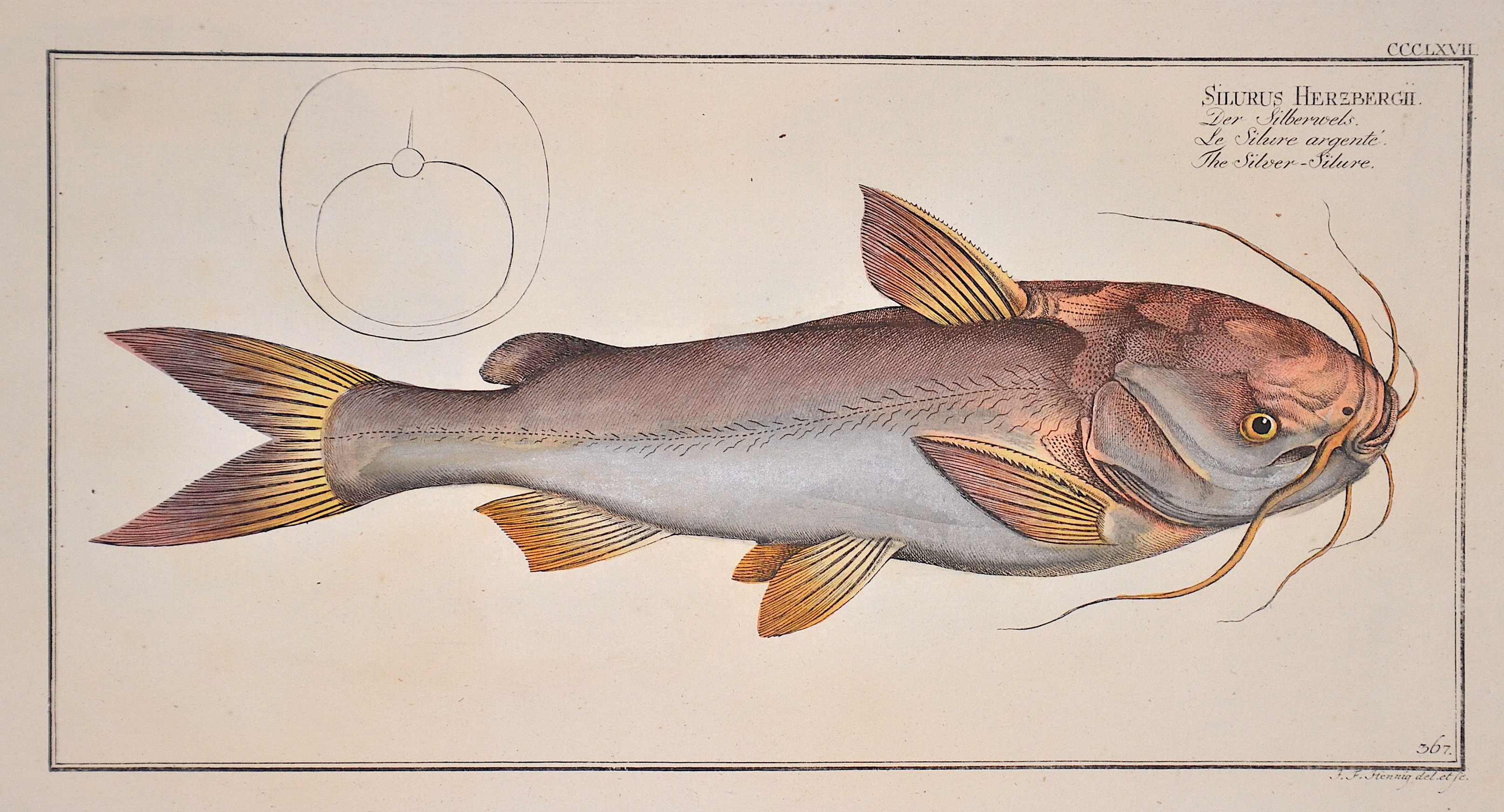 Bloch/Hennig Markus Elieser/J.F. Silurus Herbergii/ Der Silberwels/ Le Silure argente/ The Silver- Silure