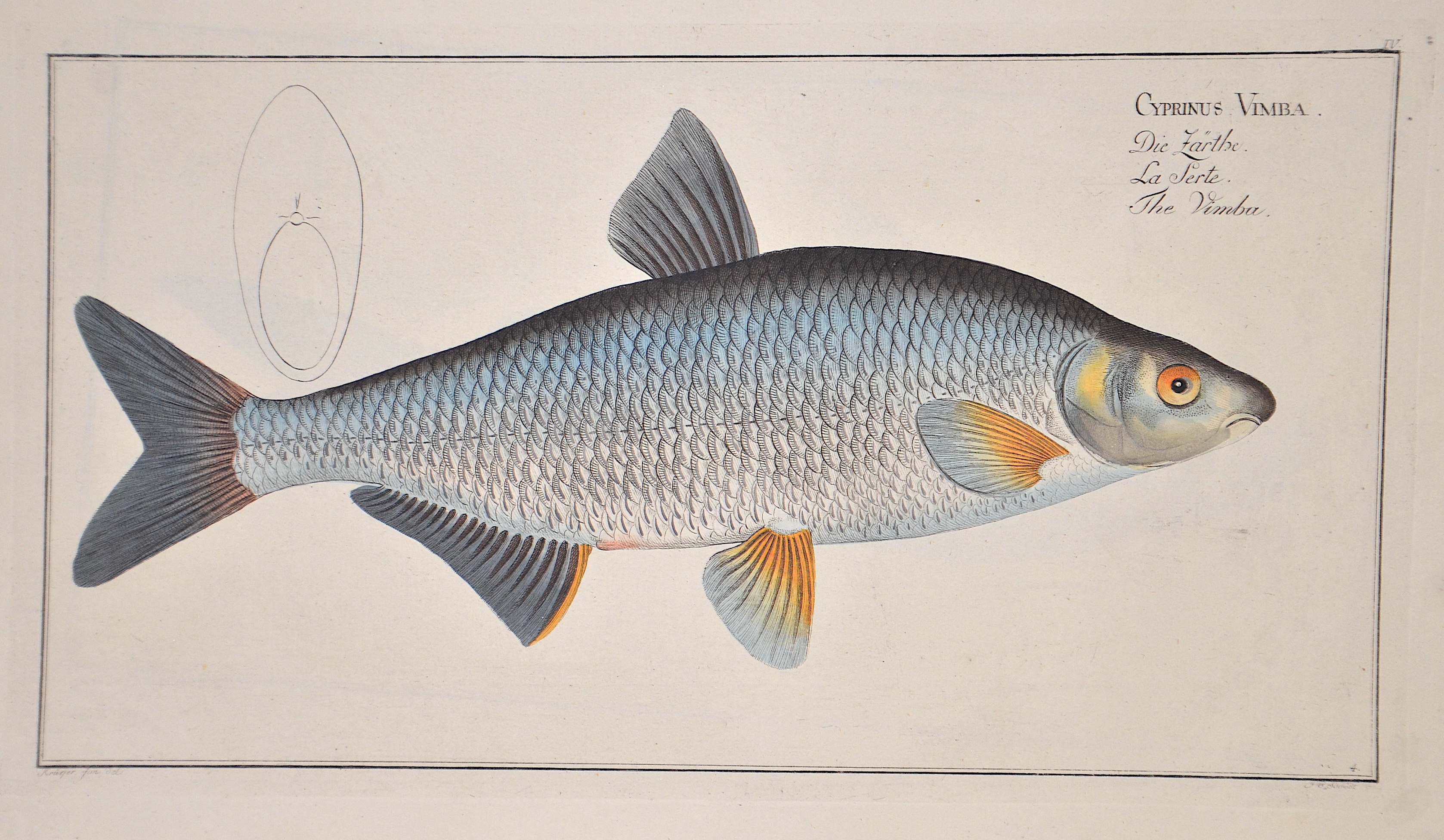 Bloch/Hennig Cyprinus Vimba/ Die Zärthe/ La Serte/ The Vimba