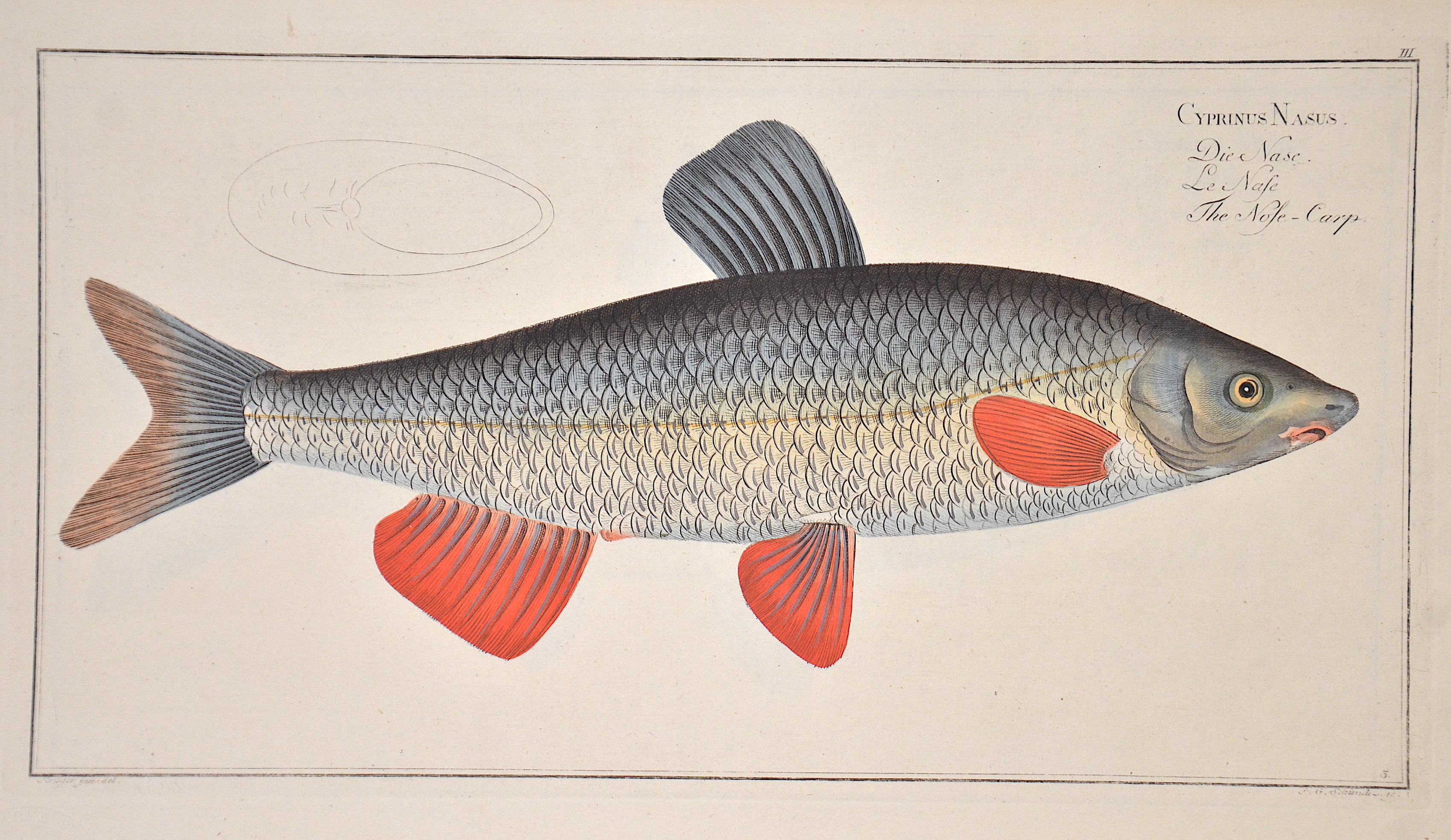 Bloch/Hennig Markus Elieser/J.F. Cyprinus Nasus/ Die Nase/ Le Nase/ The Nose- Carp