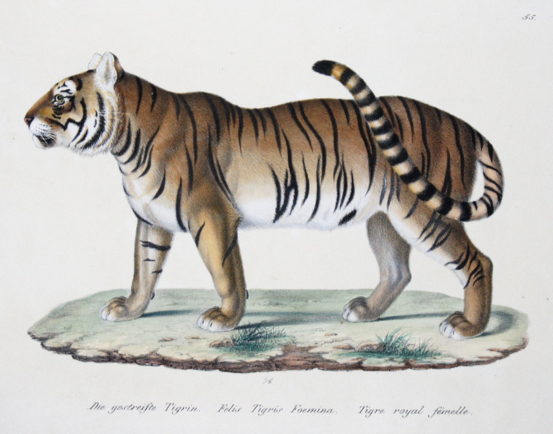 Brodtmann Karl Joseph Die gestreifte Tigrin. Felis Tigris Foemina. Tigre royal femelle.