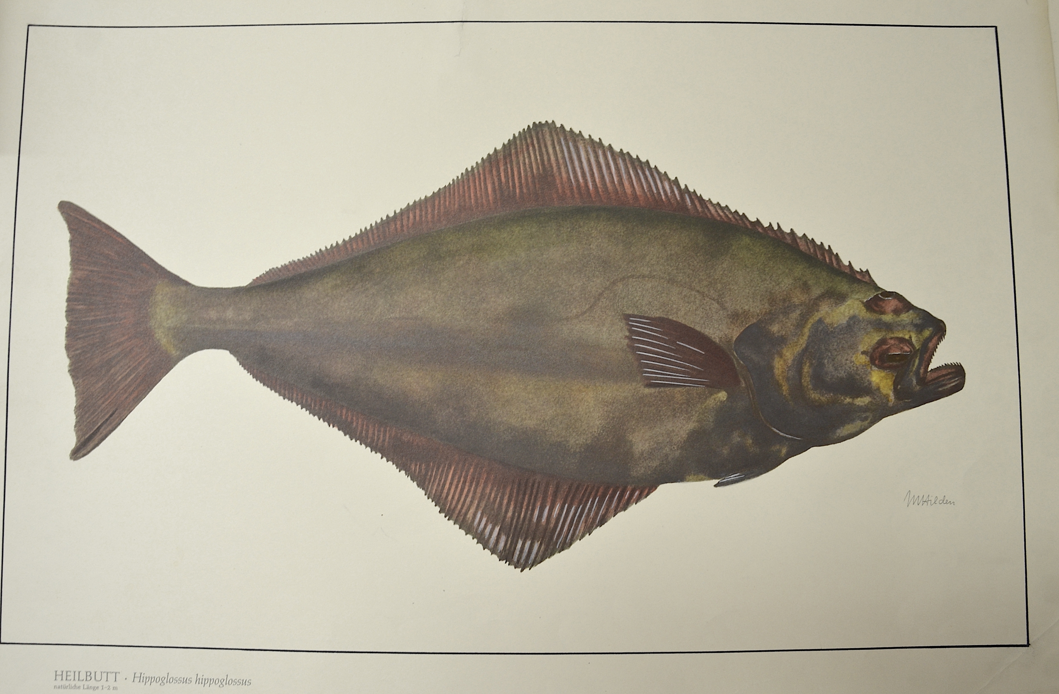 Hilden M. Heilbutt, Hippoglossus hippoglossus, natürliche Länge 1 – 2 m