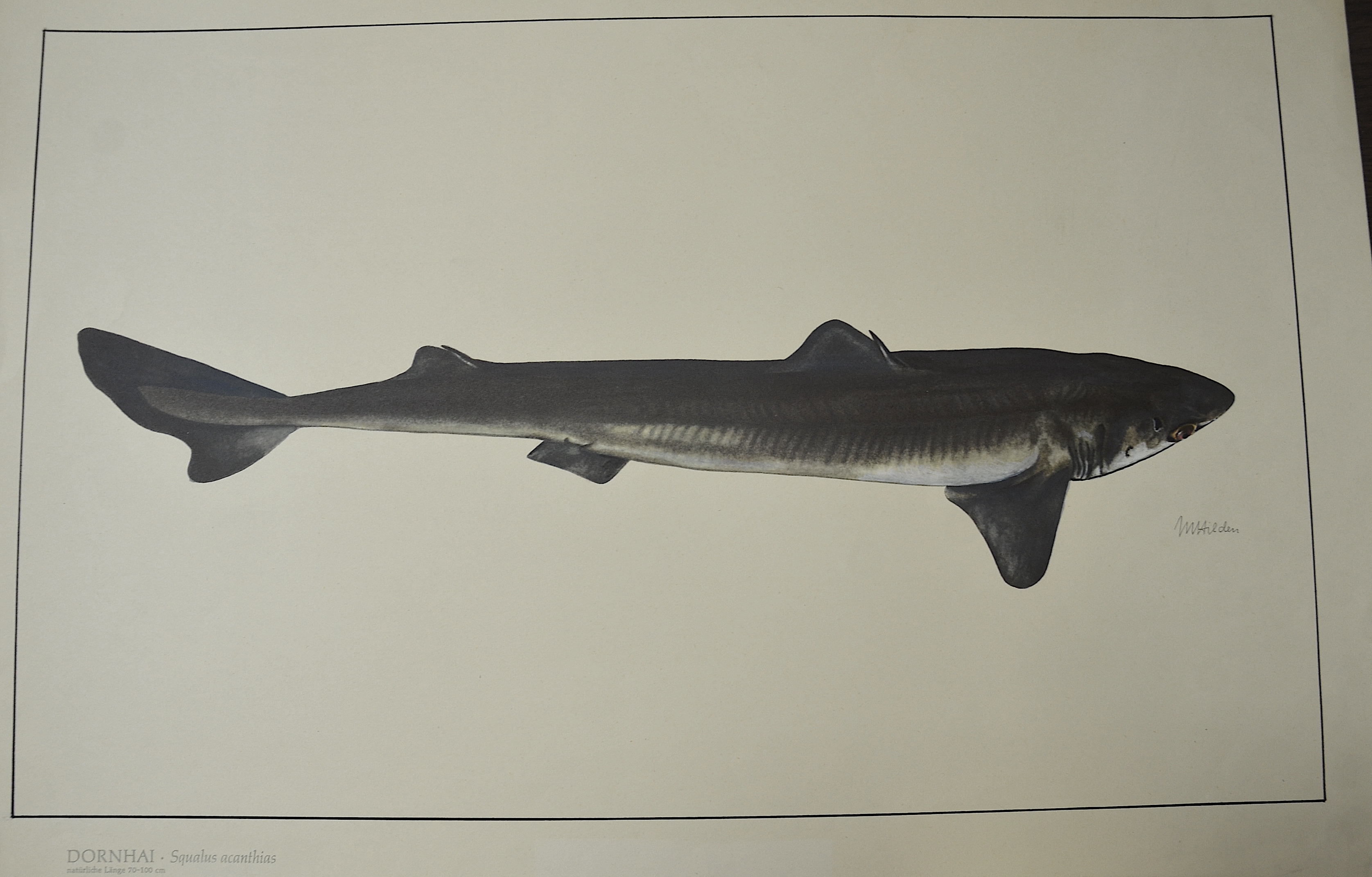 Hilden M. Dornhai. Squalus acanthias, natürlcihe Länge 70 – 100 cm