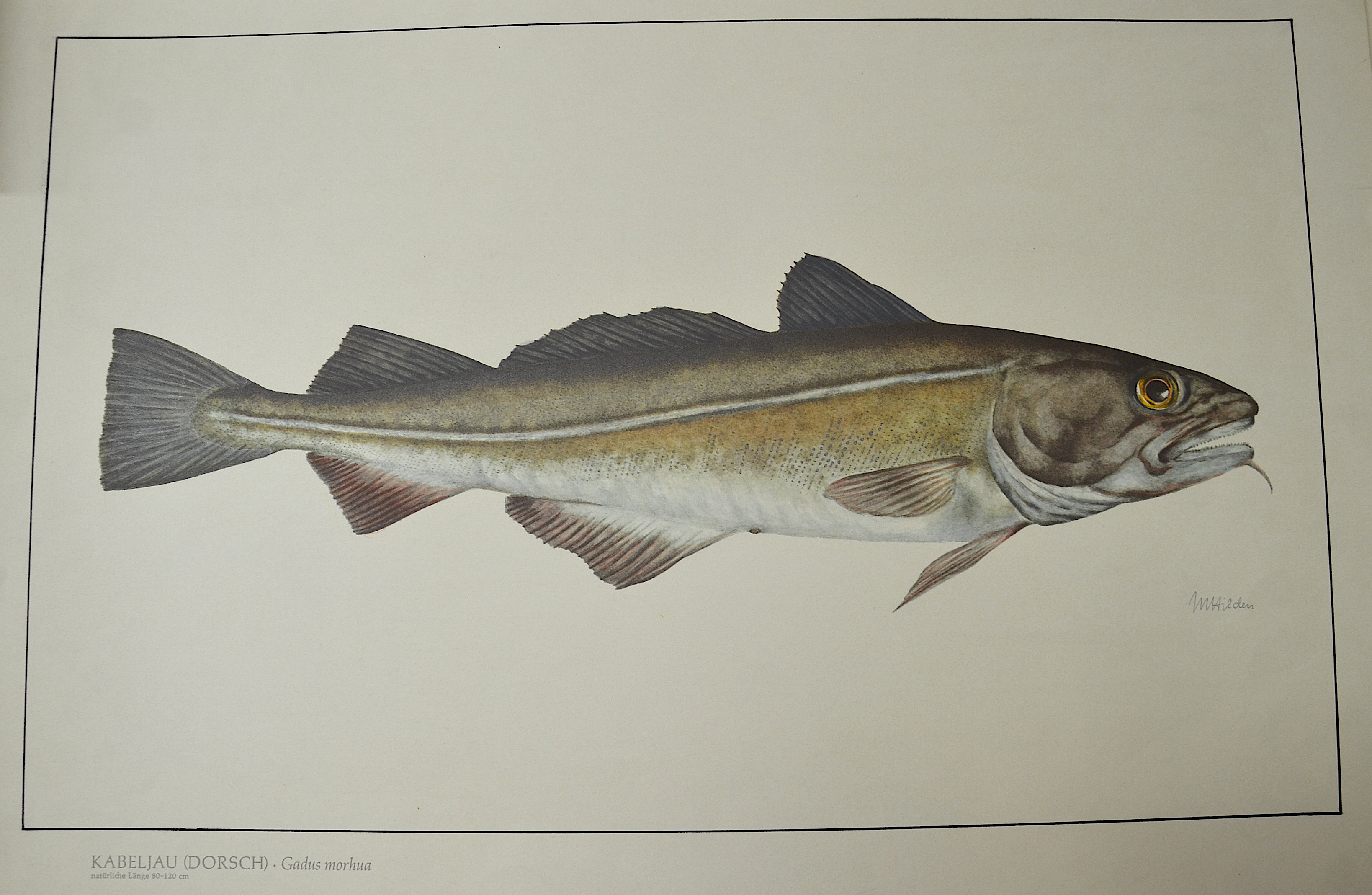 Hilden Kabeljau (Dorsch). Gadus morhua, natürliche Länge 80-120 cm