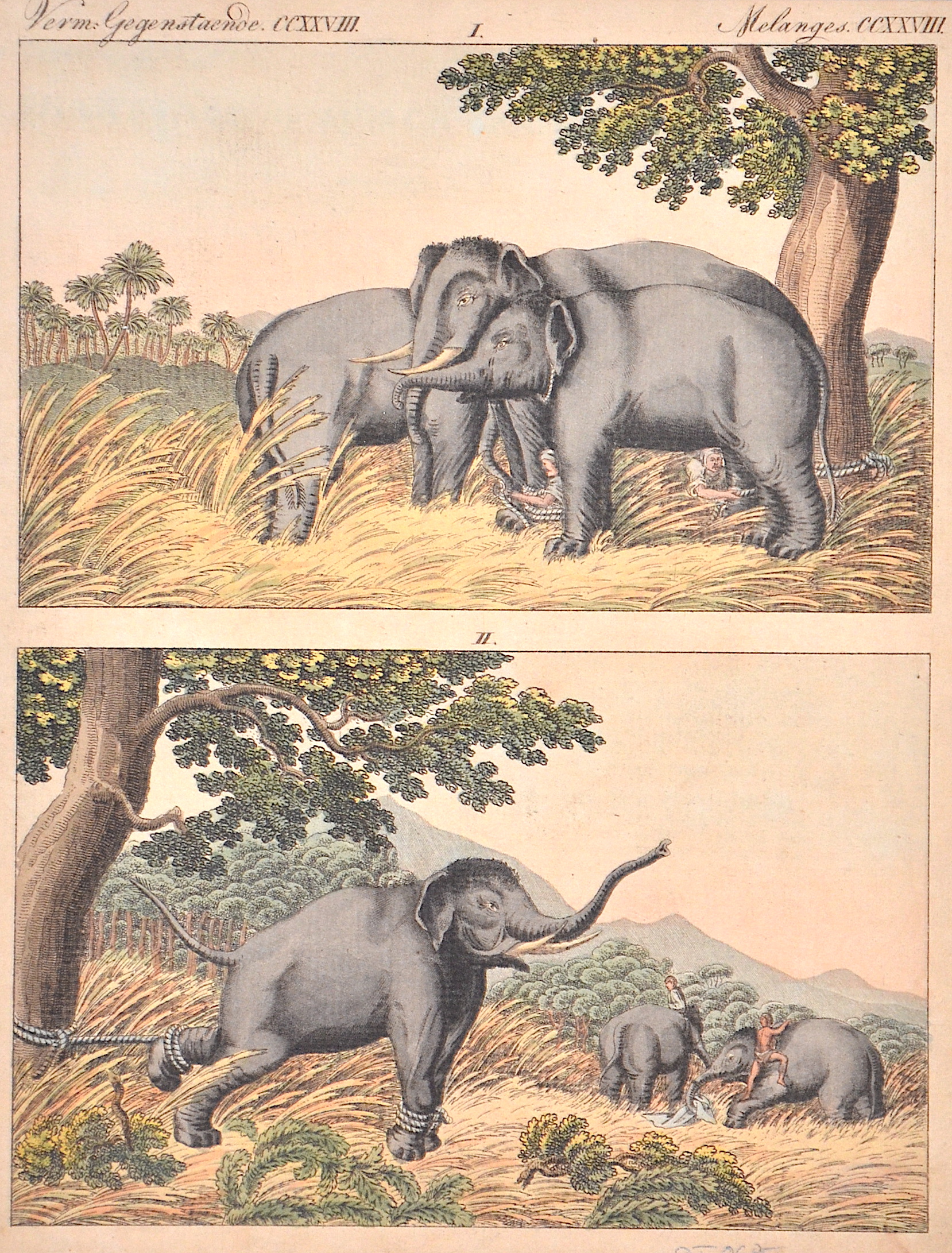 Anonymus Verm. Gegenst. CCXXVIII Elephantenfang durch Lockelephanten.