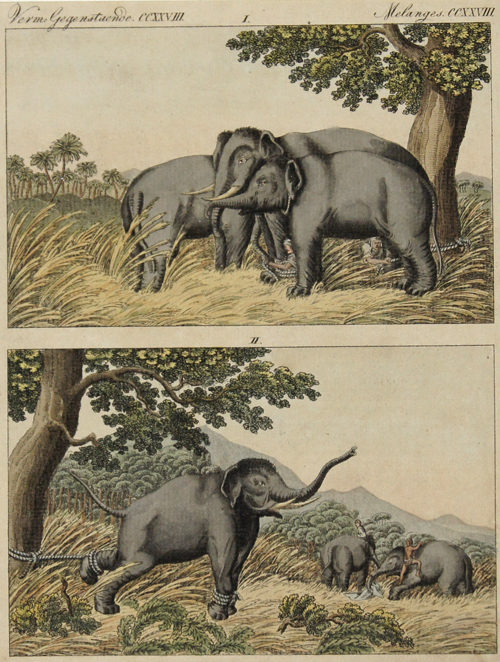 Anonymus  Verm. Gegenst. CCXXVIII Elephantenfang durch Lockelephanten.