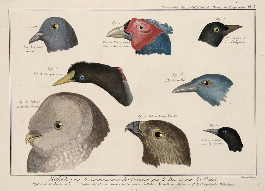 Berard de Ev. Méthode pour la connoisance des Oiseaux par le Bec et par les Pattes…/ Figures insérés dans le VII Volume des Planches de l´Encyclopédie