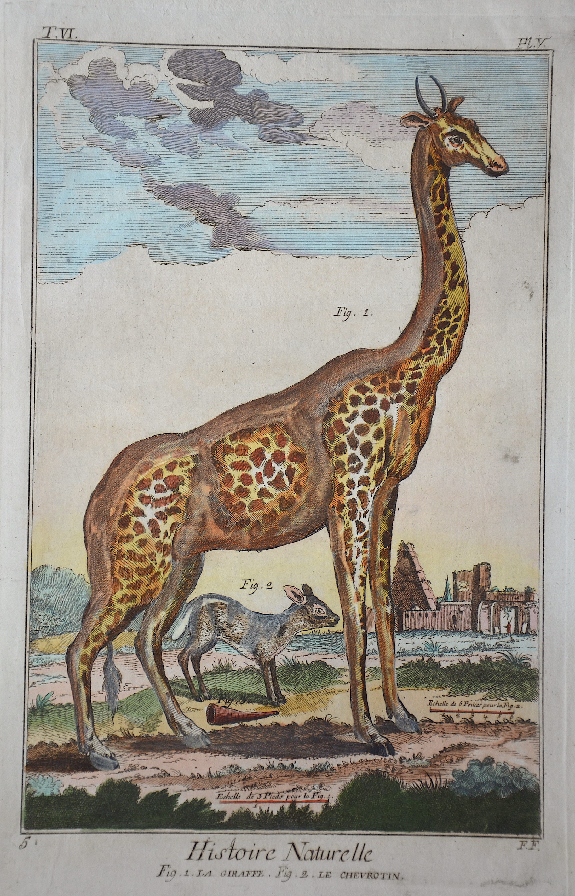 Anonymus  Histoire Naturelle Fig. 1. La Giraffe. Fig. 2. Le Chevrotin.