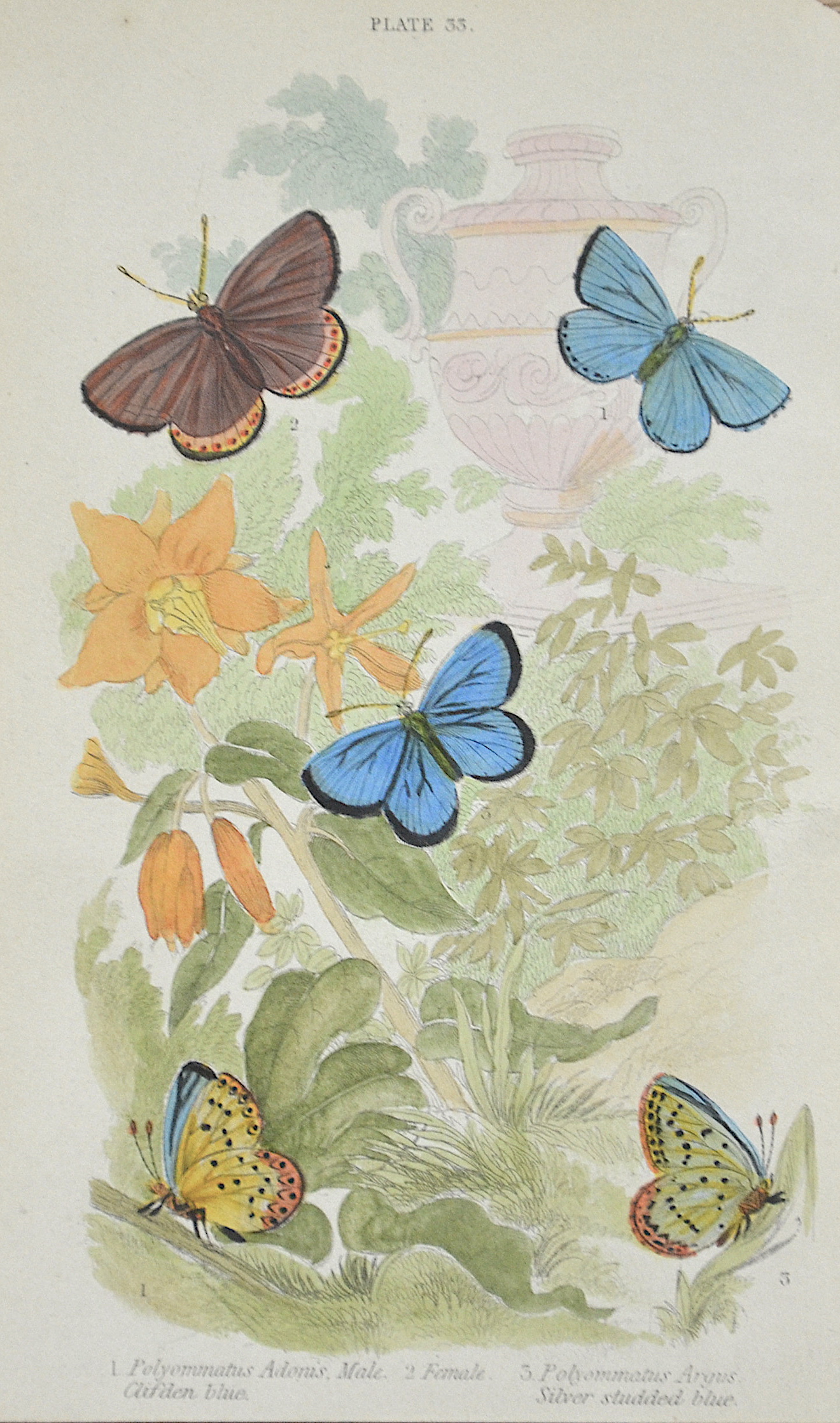 Duncan  Plate 33. 1. Polyommatus Adonis, Male Clifden blue. 2. Female. 3. Polyommatus Argus Silver studded blue.