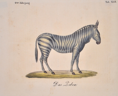 Das Zebra. 6ter Jahrgang Tab. XLII.
