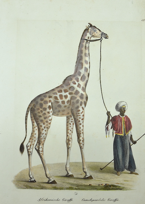 Afrikanische Giraffe. Camelopardalis Giraffa. La Giraffe africain femelle. 122.
