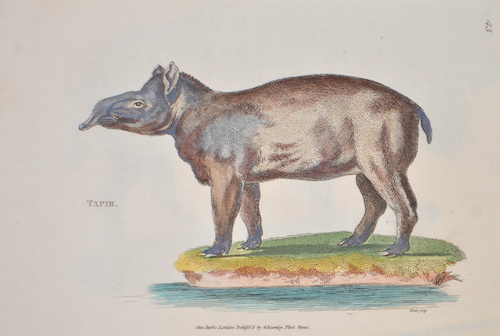 Tapir. 43