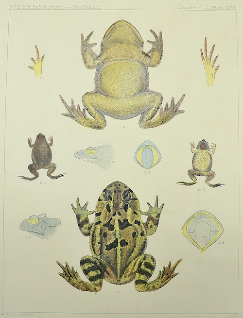 Reptiles: Plate XXVII.