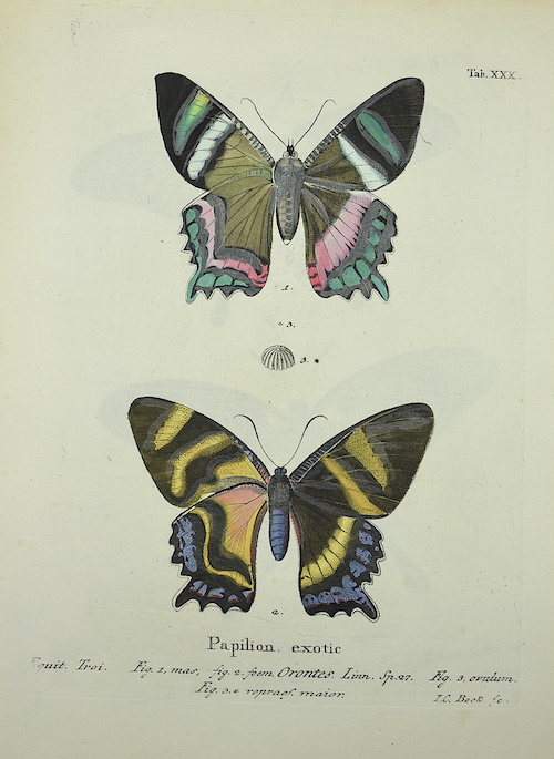 Papilion. exotic / Fig. 1. mas, fig. 2. foem Orontes. / Tab. XXX.